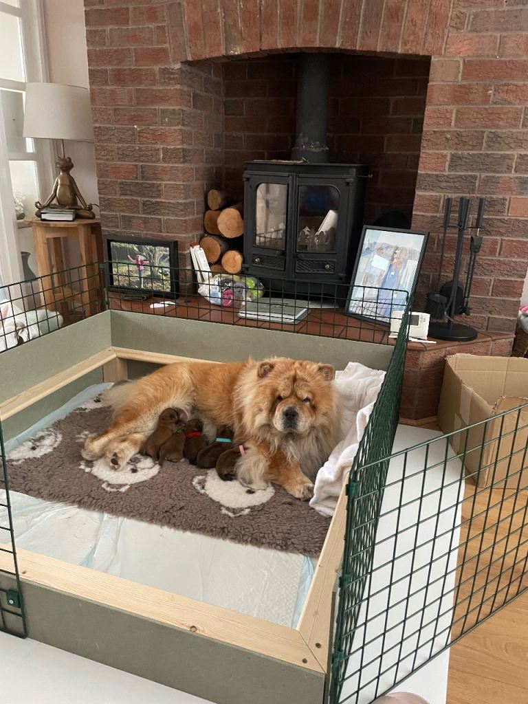 OUTSTANDING CHOW CHOW PUPS