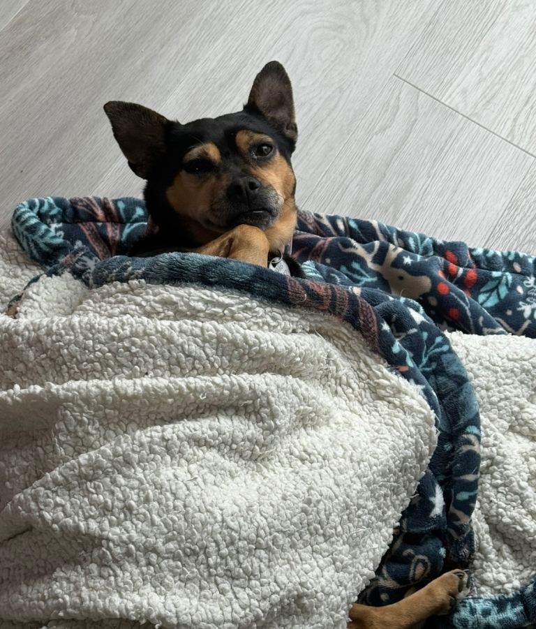 Jack Russell x pug 