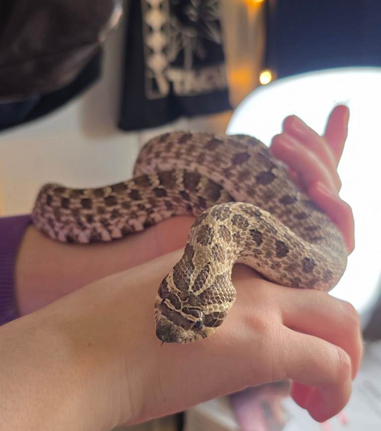 Western Hognose Female