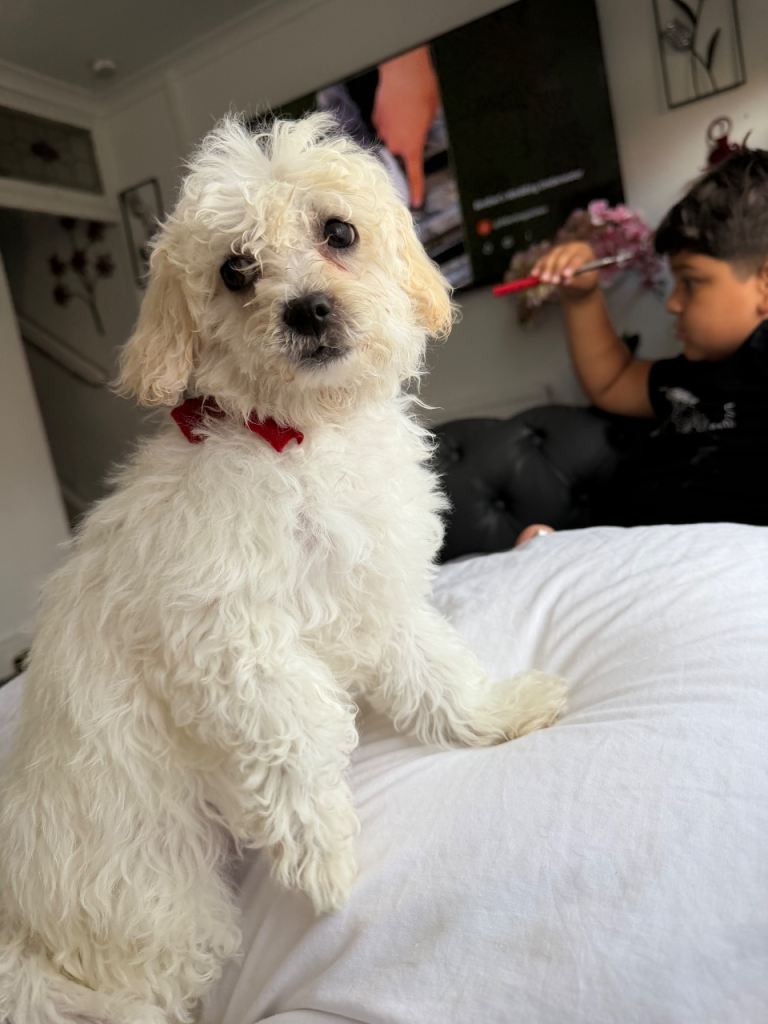 Bichon