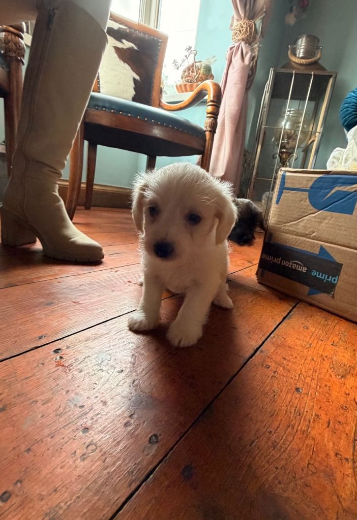 Jackapoo puppies for sale 