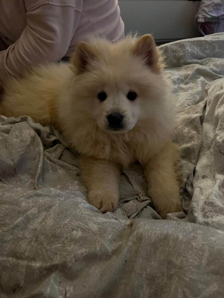 Rare Mini chow chow puppies chow chow x pomeranian 