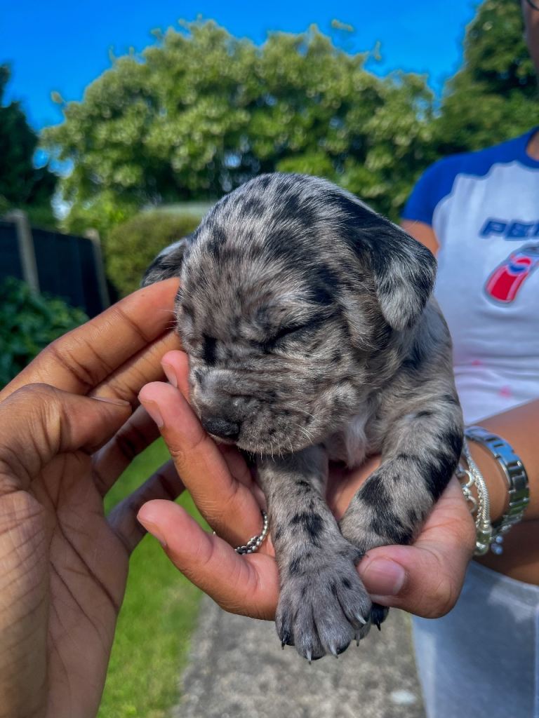 Unique Shar Pei x Mastiff x Spaniel Litter – 30th July