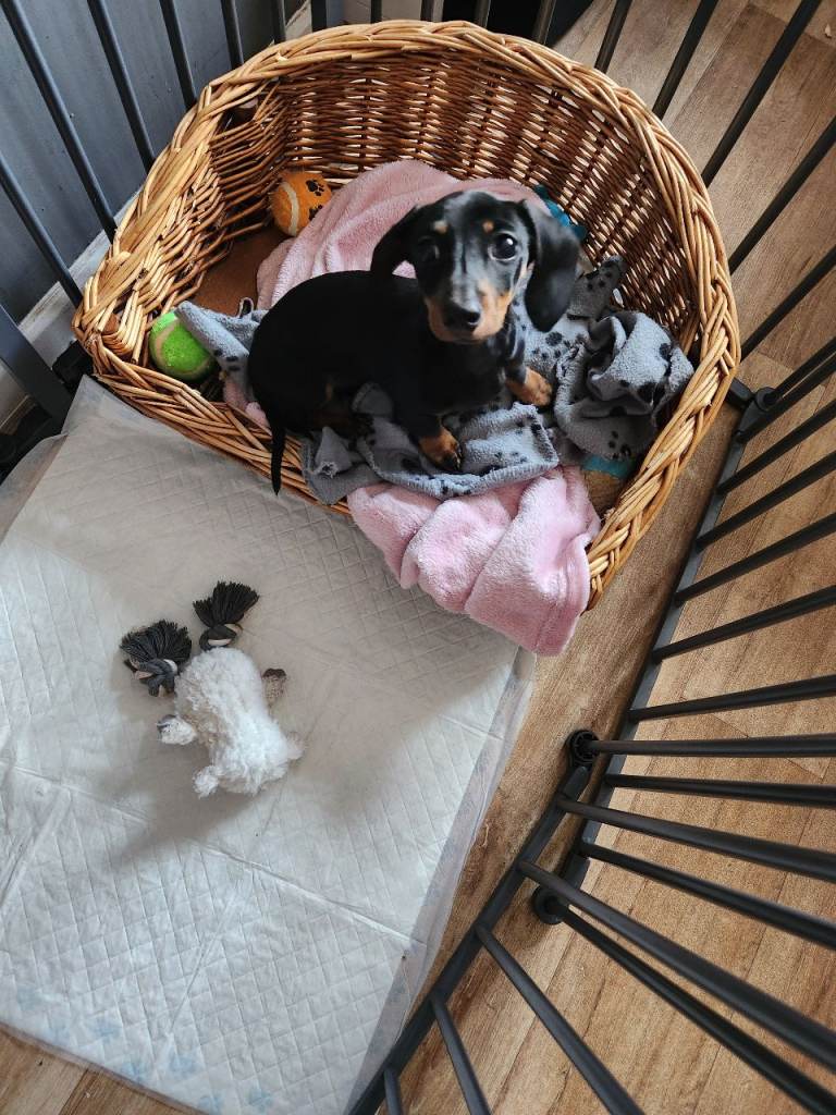 Very tiny bitch 4 months old