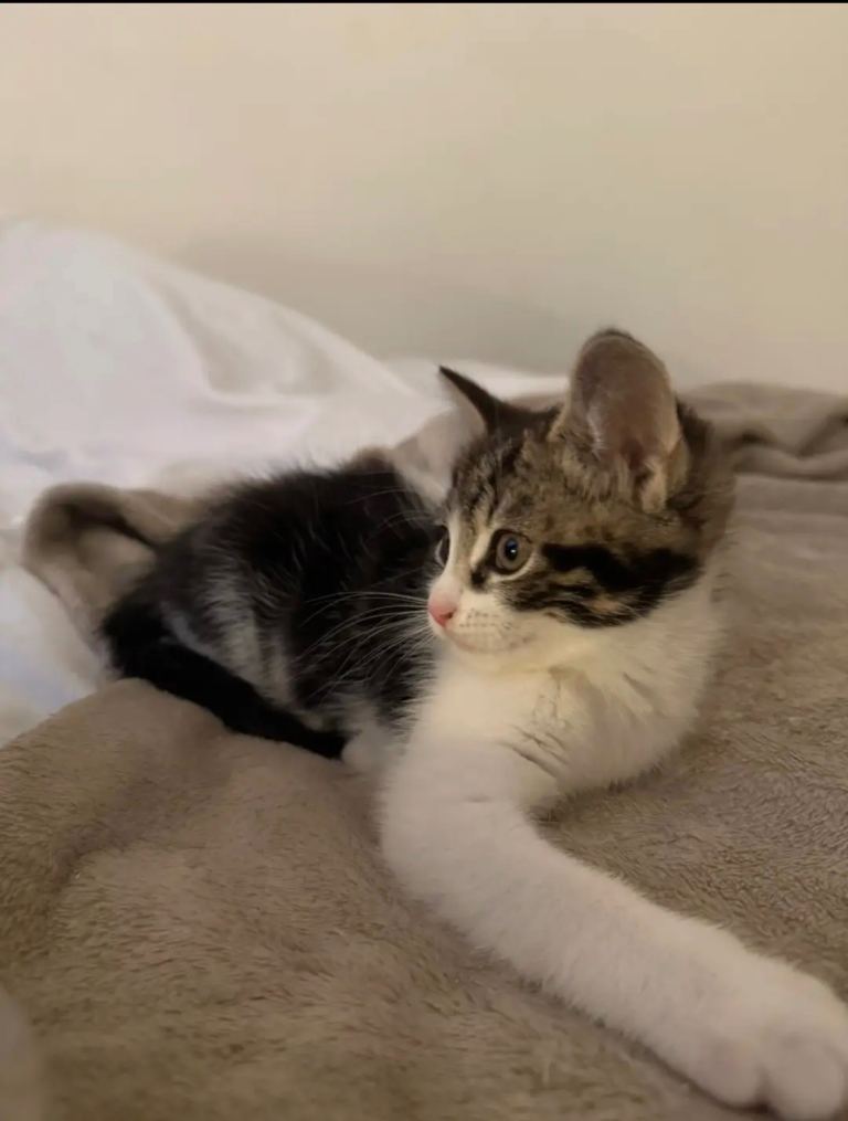 Female Kittens available 
