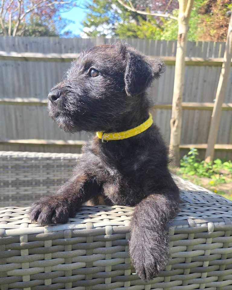 KC staffordshire bull terrier X KC irish terrier puppies 