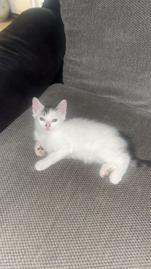 Kitten READY now 