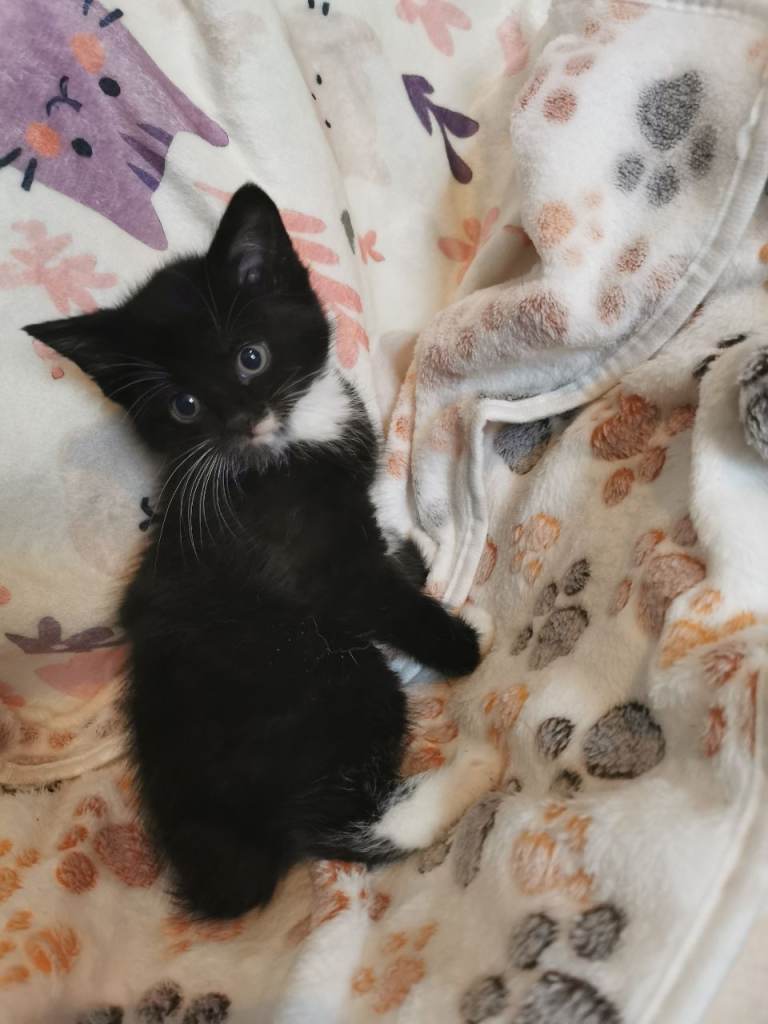 Kittens ready to go