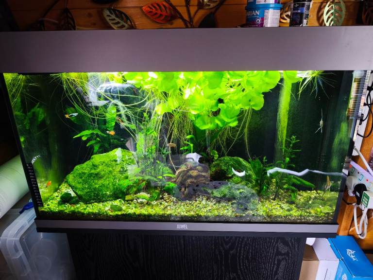 Juwel Rio 125L Aquarium & Cabinet with Fish – Complete Setup