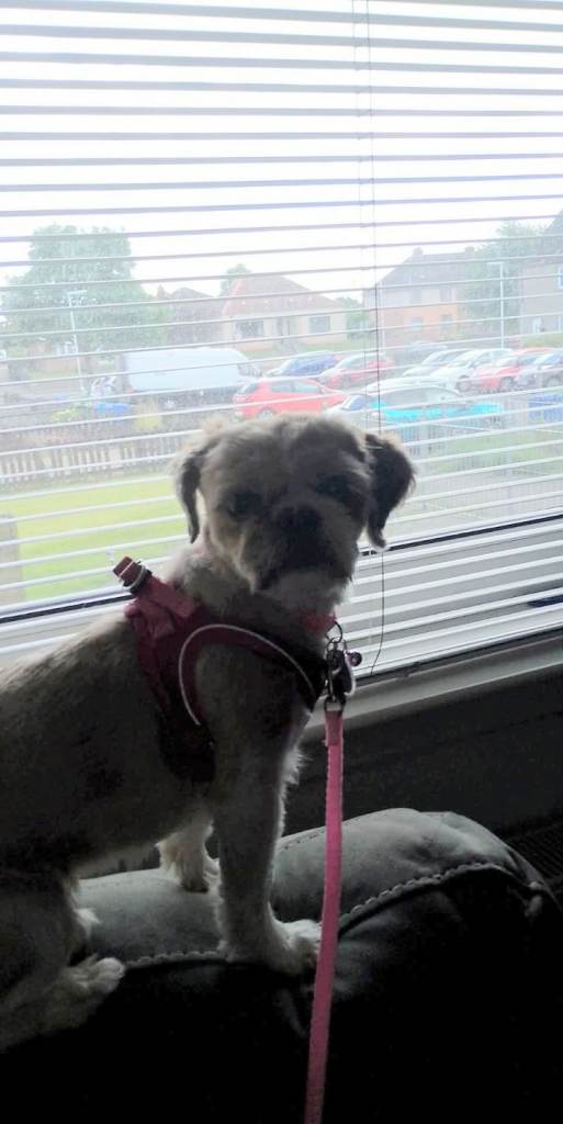 Shihtzu Female 