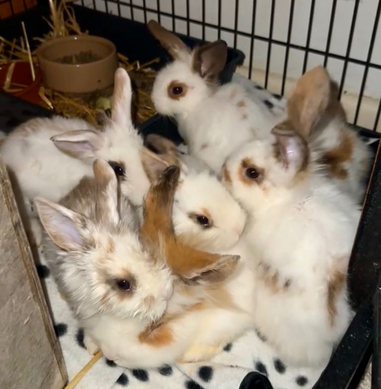 Lionhead rabbit babies 