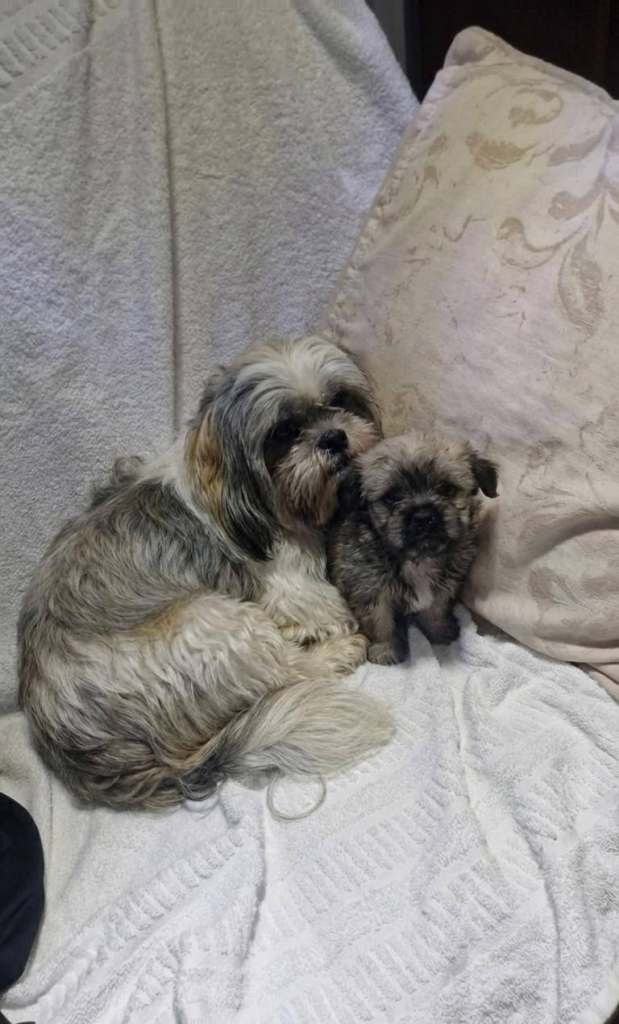 Shih tzu puppies 