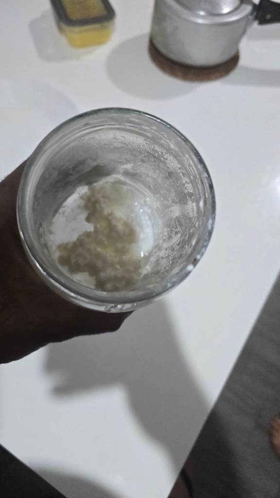 Milk Kefir grains
