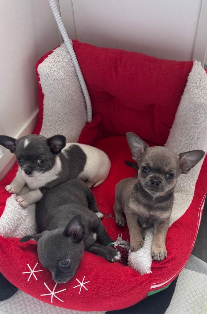 Chihuahua puppies 