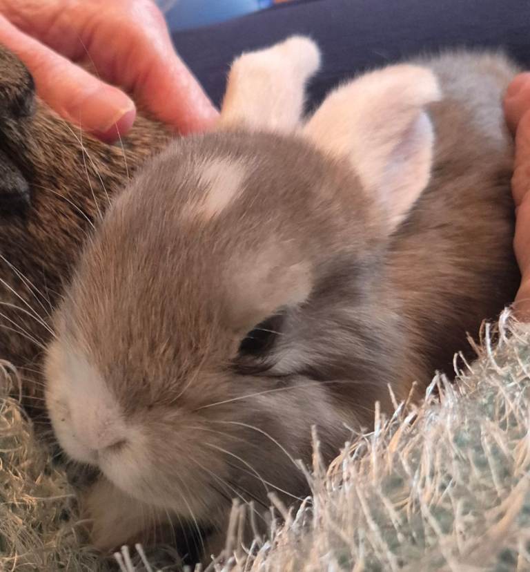 Lovely Mini Lops for Sale. 1 doe and 1 buck