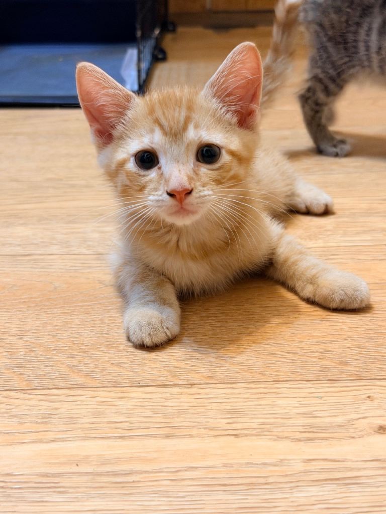 Beautiful Kittens for sale 