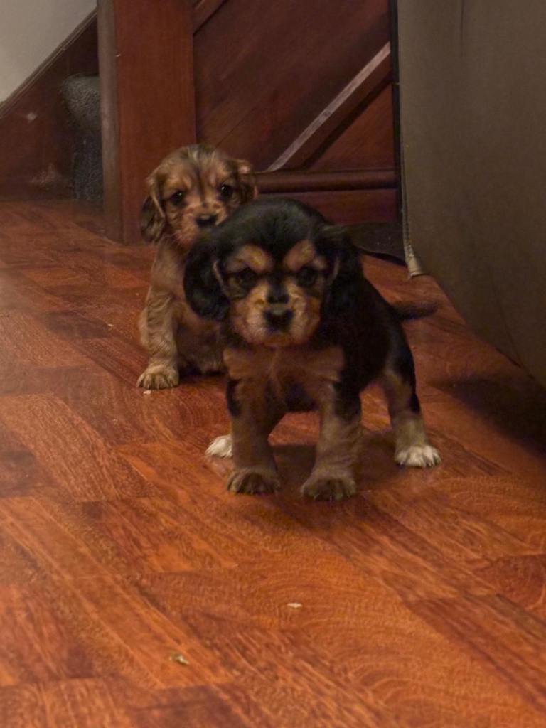 Cockalier Puppies