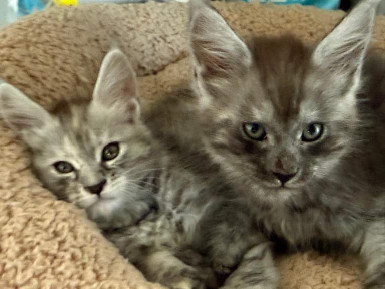Maine coon