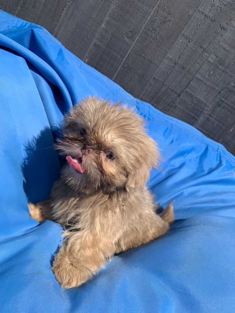 Beautiful Imperial Shih Tzu Puppies Ready for their new homes