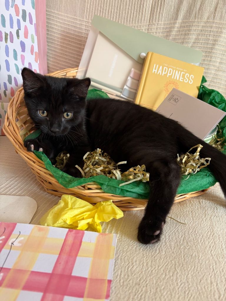 Adorable kitten 🐈‍⬛🥰