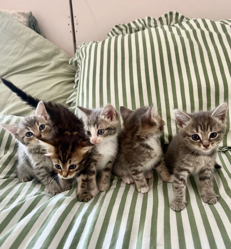 Grey tabby kittens