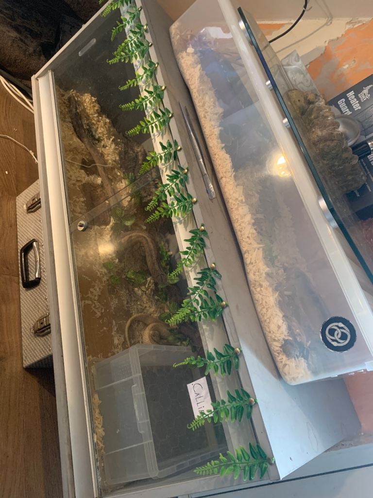 Female bull python and albino king snake