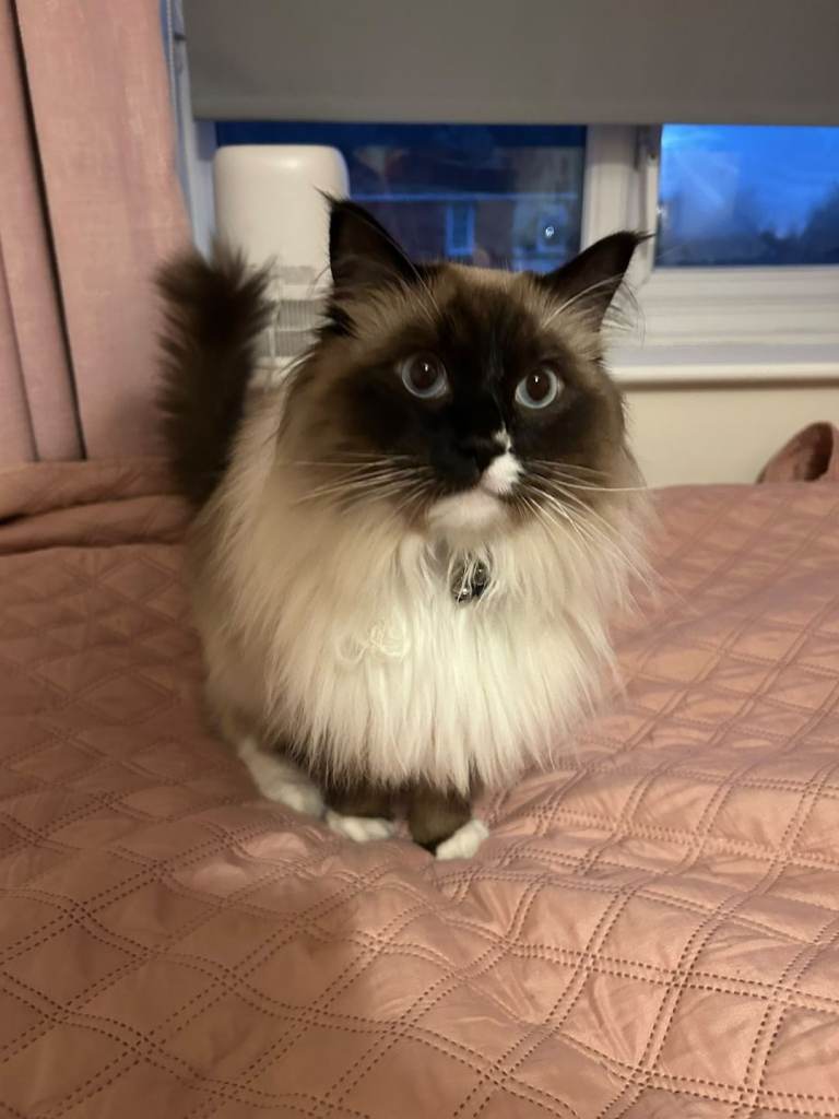 Cute fluffy cat