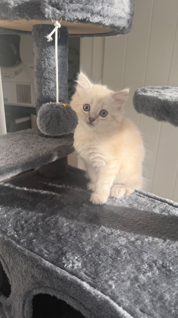 Kittens for sale 