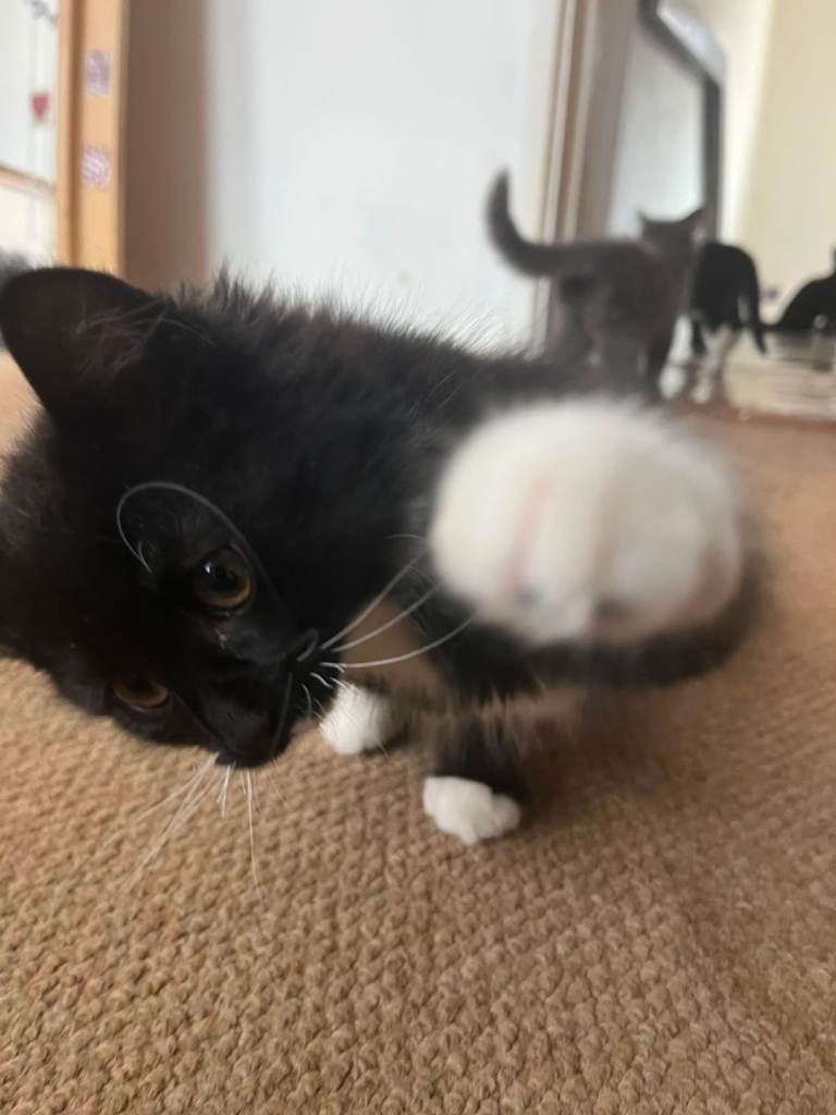 Kittens for sale 