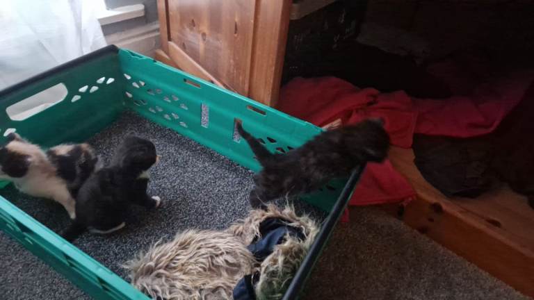 One black(male), one black and white ( probably female). coloured sold.
