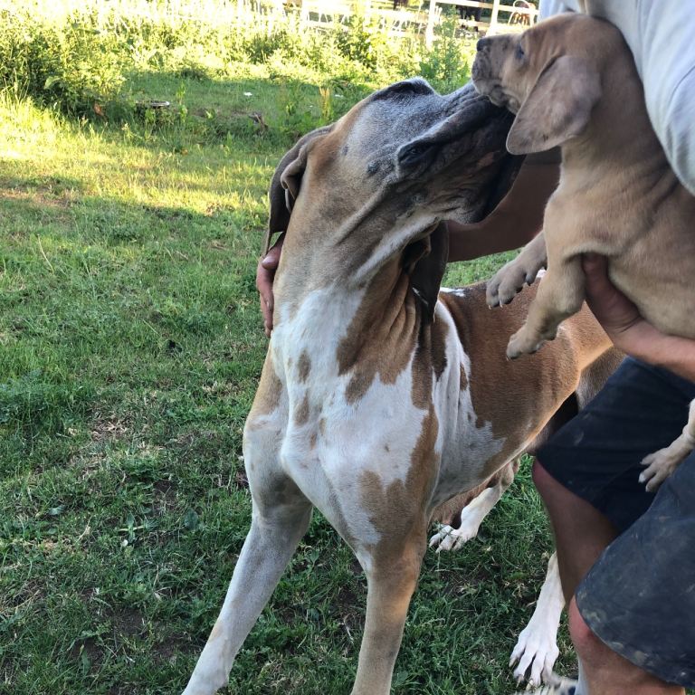 Great Dane female pup