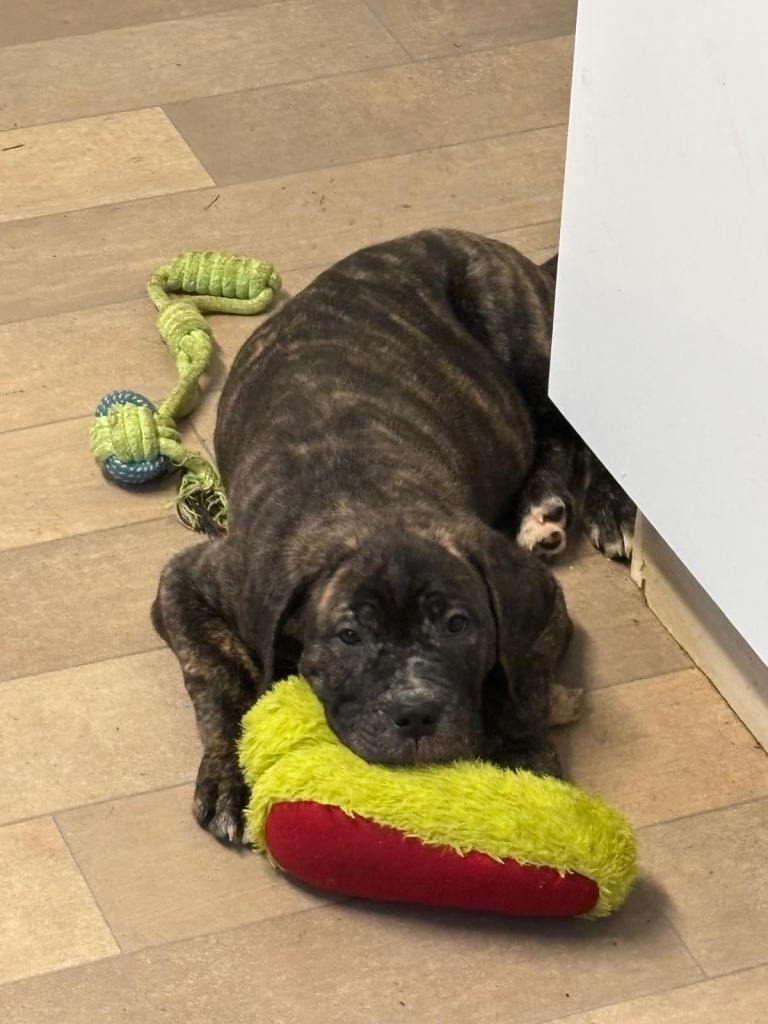 Full Cane Corso Pups 2 x male 1 x female 