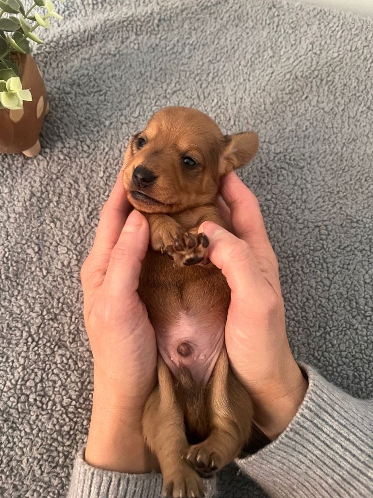 ❤️Shaded Red Smooth Hair Beautiful Miniature Dachshunds 