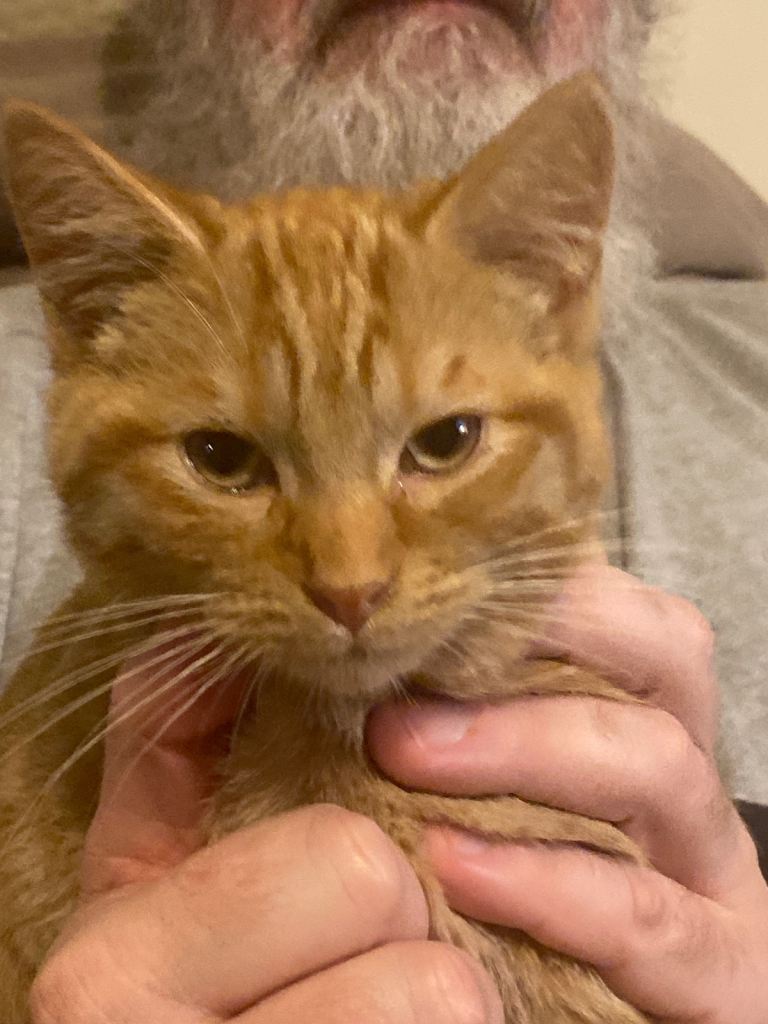 3 21 wk old kittens looking for their forever home 