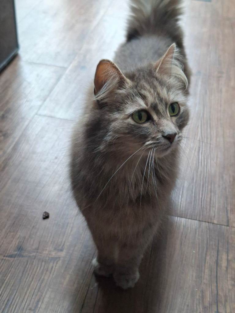 Long haired female cat