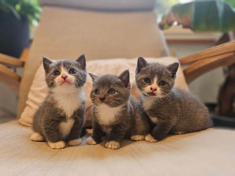 Grey kittens Blue Russian mix