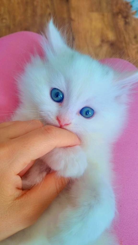Kittens for Sale – Ready Now, Healthy & Friendly