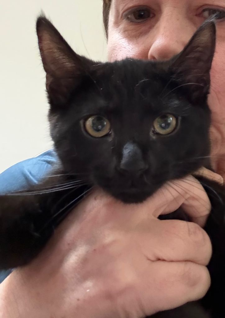 Beautiful Wednesday is still looking for her forever home