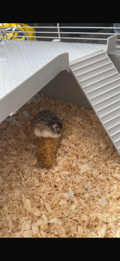 Dwarf hamster 