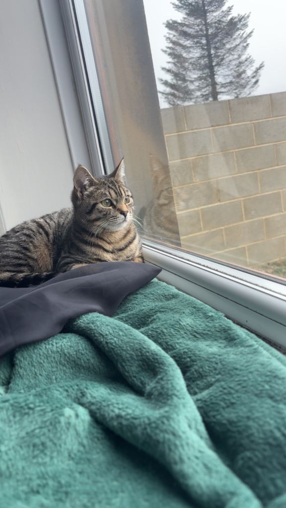 british short hair kitten 