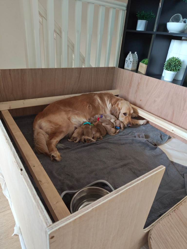 Whelping Box for Large Dog