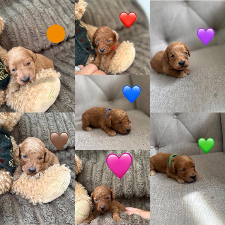 Cockapoo puppies 