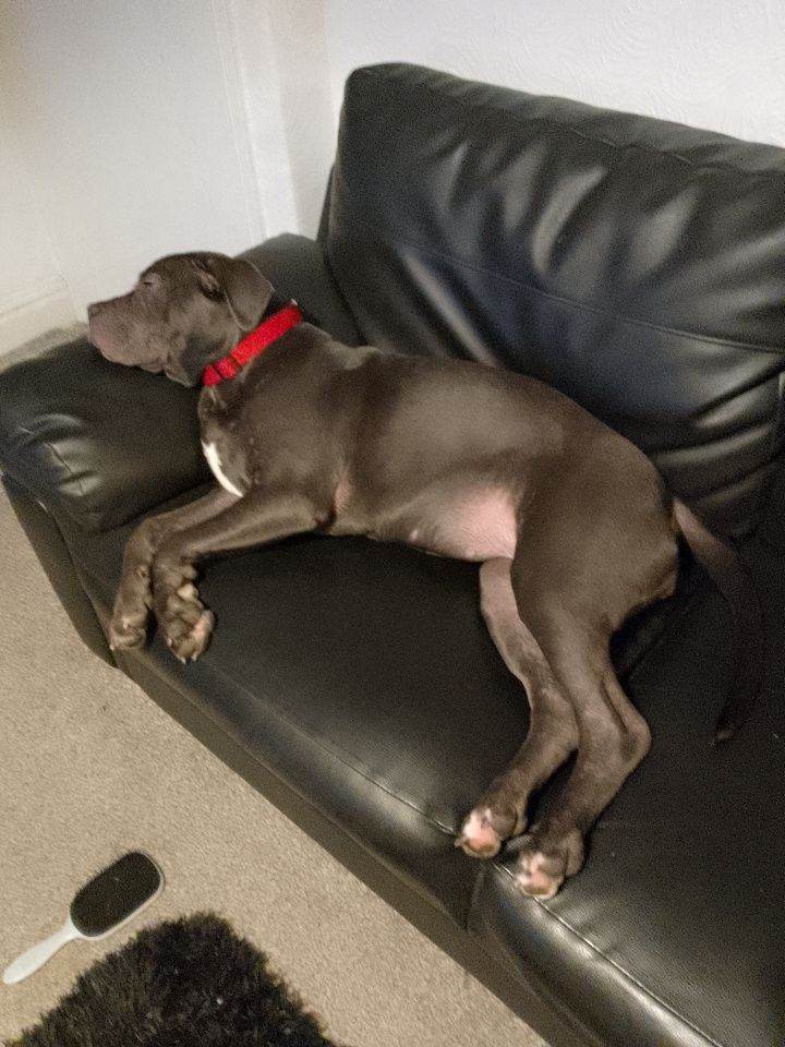 7 month old cane corso 