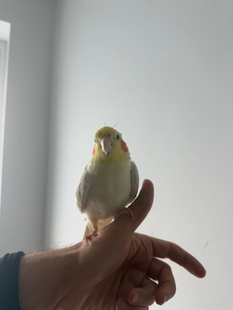 Sweet Tame Male Cockatiel