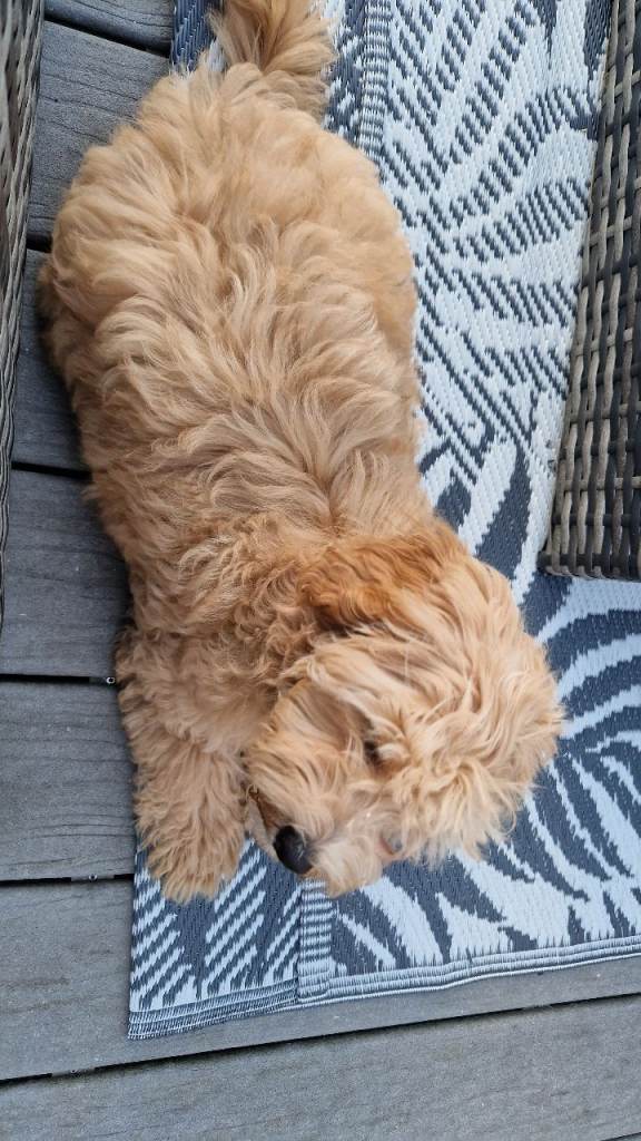 Maltipoo boy