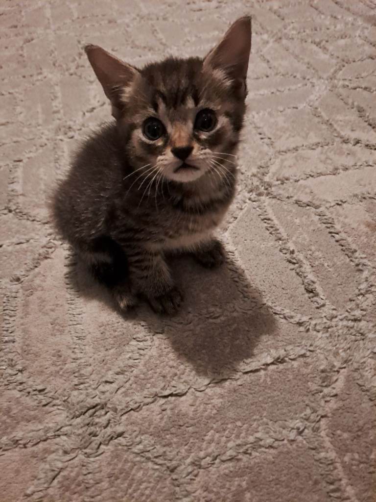 Kittens 