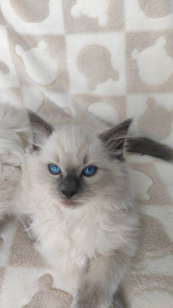 Ragdoll kittens 