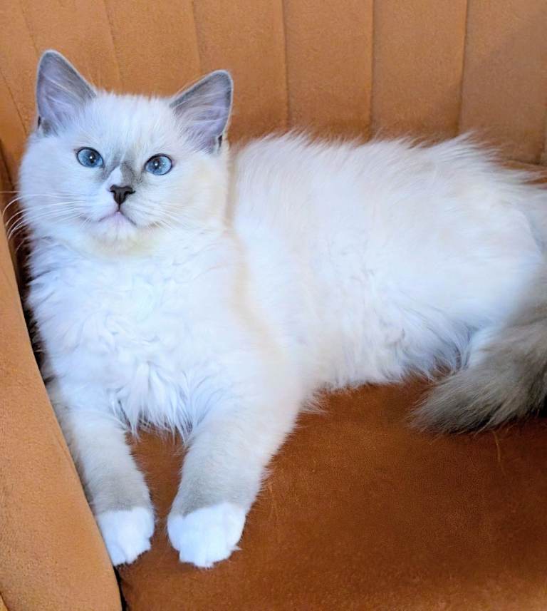 🏆 Champion,TICA reg female Ragdoll kitten 