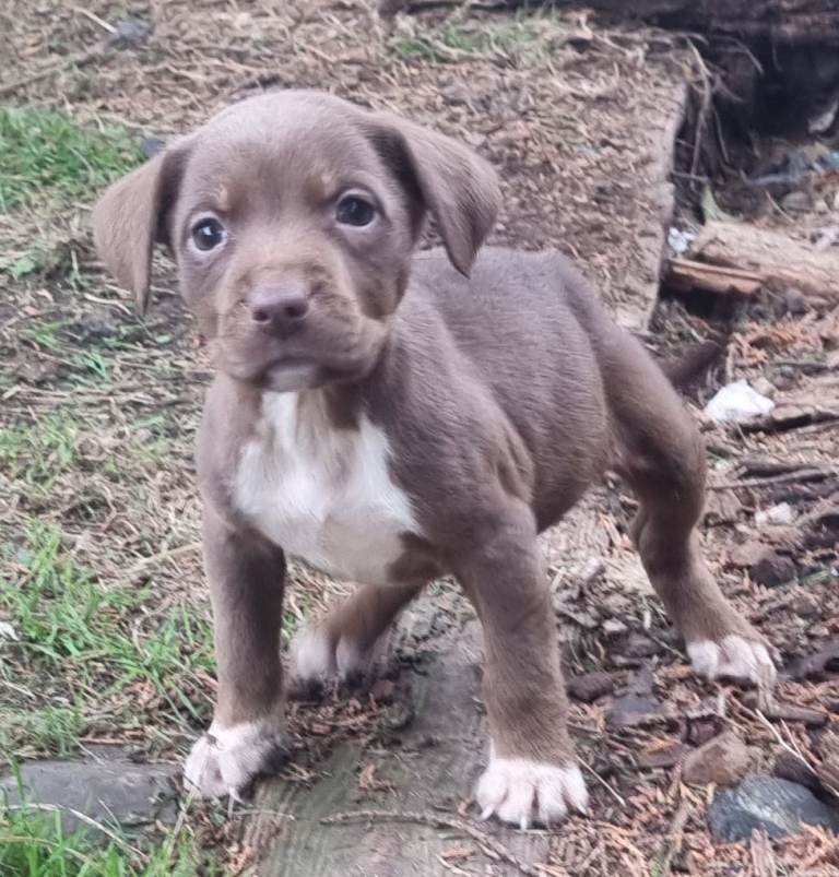 Last 4 Adorable Staff Cross Pups Ready for their Forever Homes 