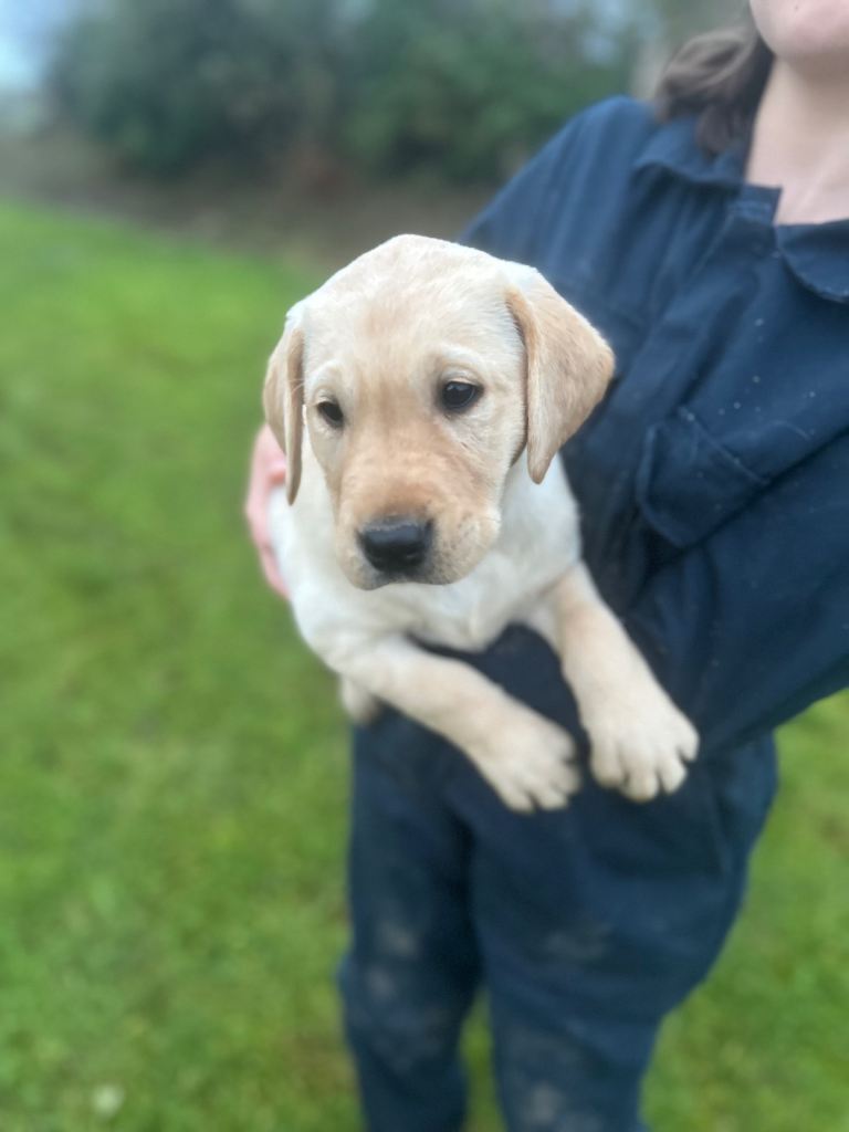 Labrador pups